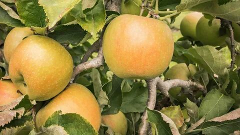 Голден делишес яблоня описание опылители