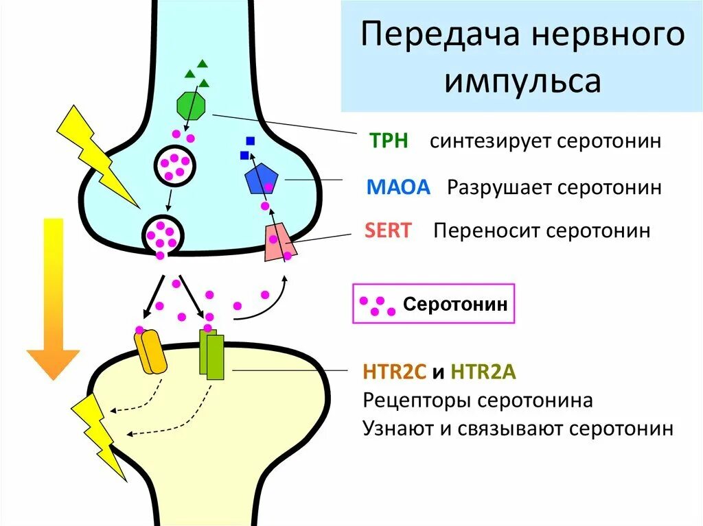 Схема синапса и синаптической передачи нервного импульса. Процесс синаптической передачи импульса. Серотониновый синапс схема. Схема передачи нервного импульса.