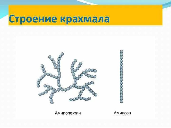 Крахмал водоросль. Структура макромолекул крахмала. Строение макромолекулы крахмала. Геометрическая форма макромолекул крахмала. Форма молекул крахмала и целлюлозы.