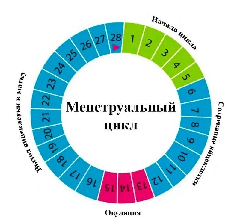 Остановиться цикл