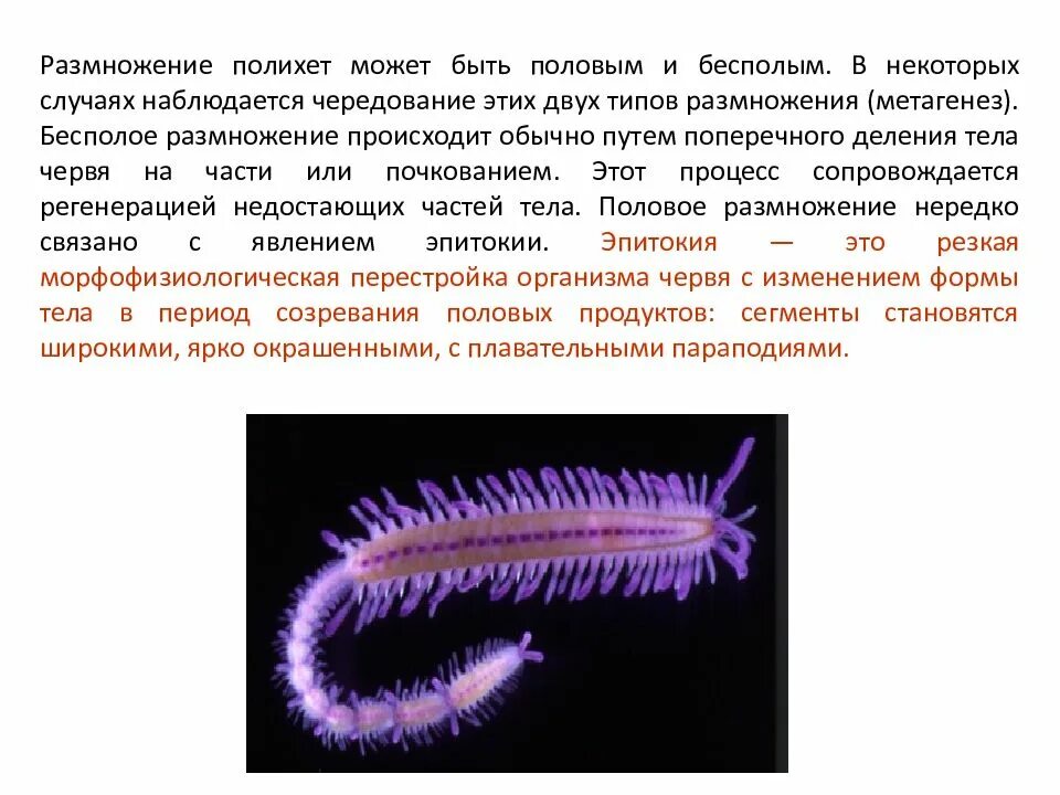 Кольчатые черви половая. Жизненный цикл полихет. Многощетинковые черви черви. Многощетинковые черви оплодотворение. Размножение многощетинковых червей.