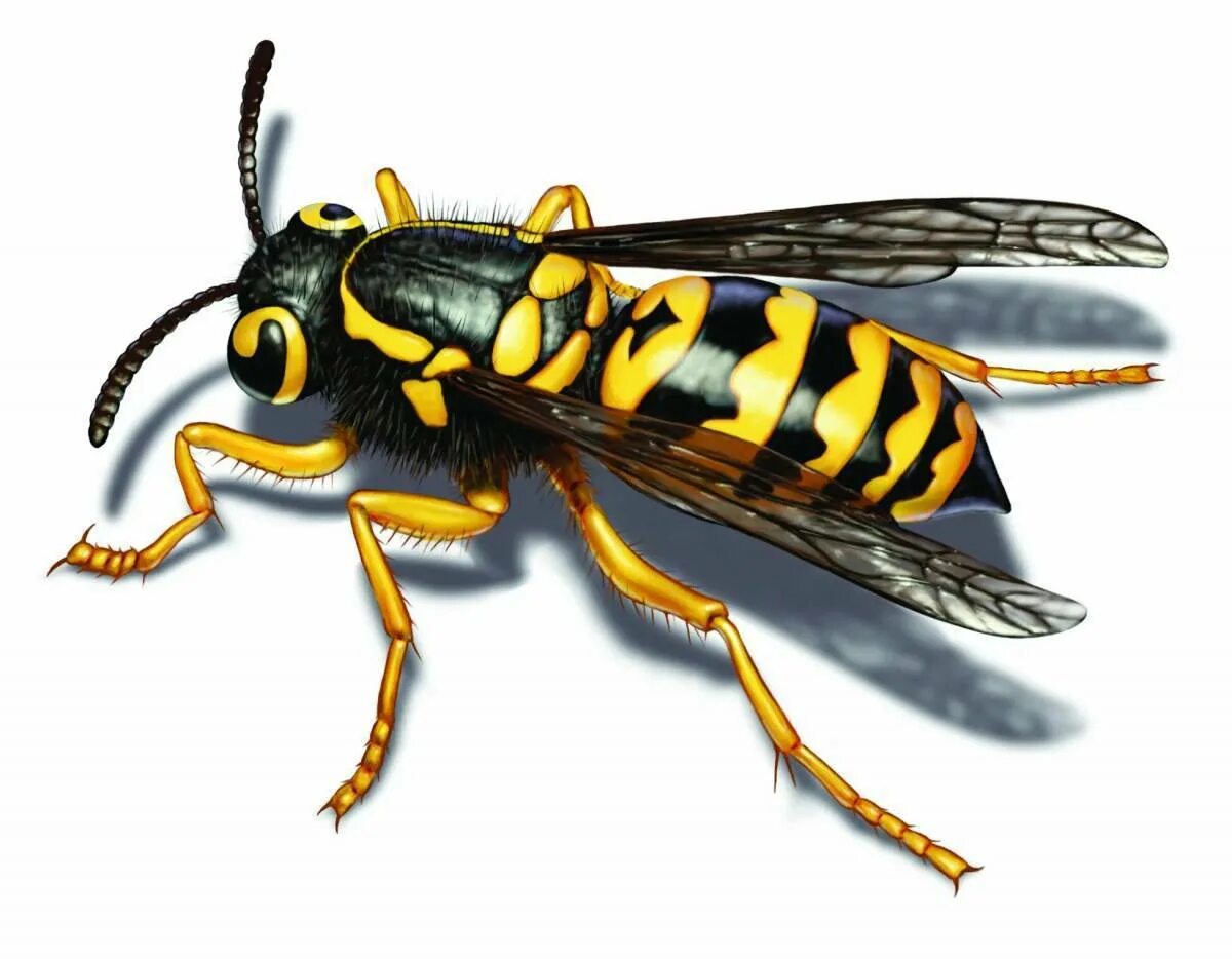Оса 32. Оса yellow jacket и оса. yellow jacket wasp. yellowjackets насекомые. оса на белом фоне.
