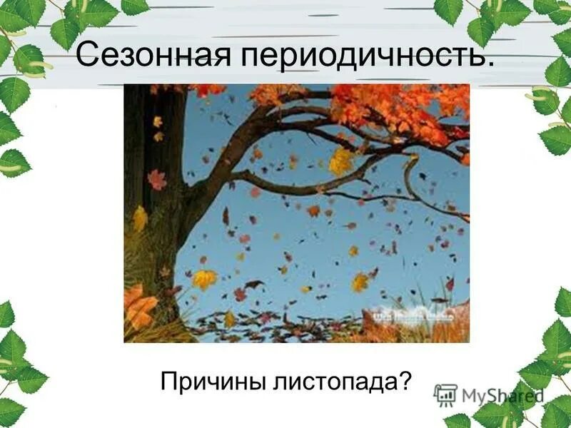 Листопад презентация по биологии. Листопад у растений. Причины листопада. Листопад (биология). Схема образования листопада.