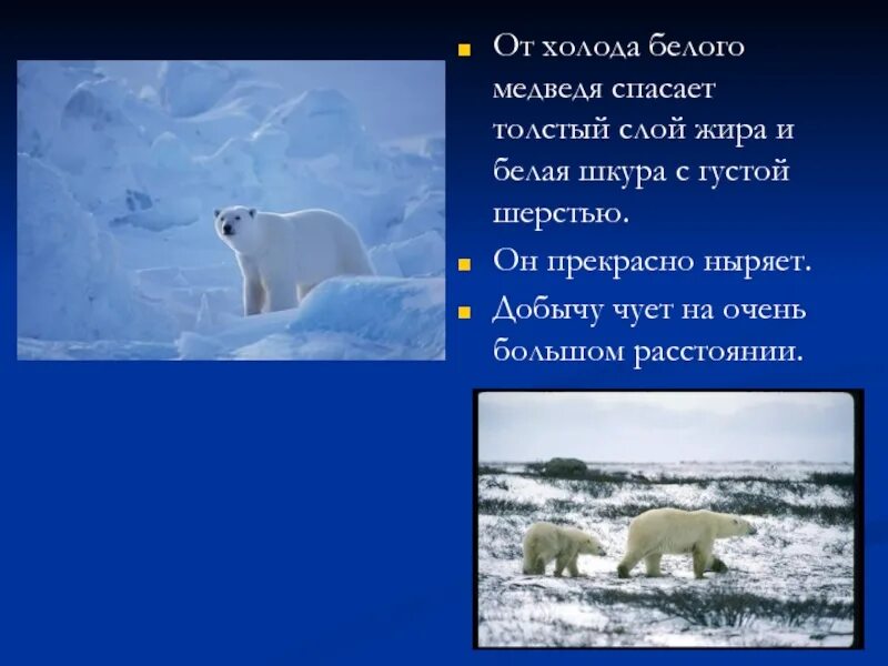 Каких животных спасают от холода запасы. Слой жира белого медведя. каких животных спасает жир от холода. каких животных спасают запасы жира. какие животные животных спасают от холода запасы жира.