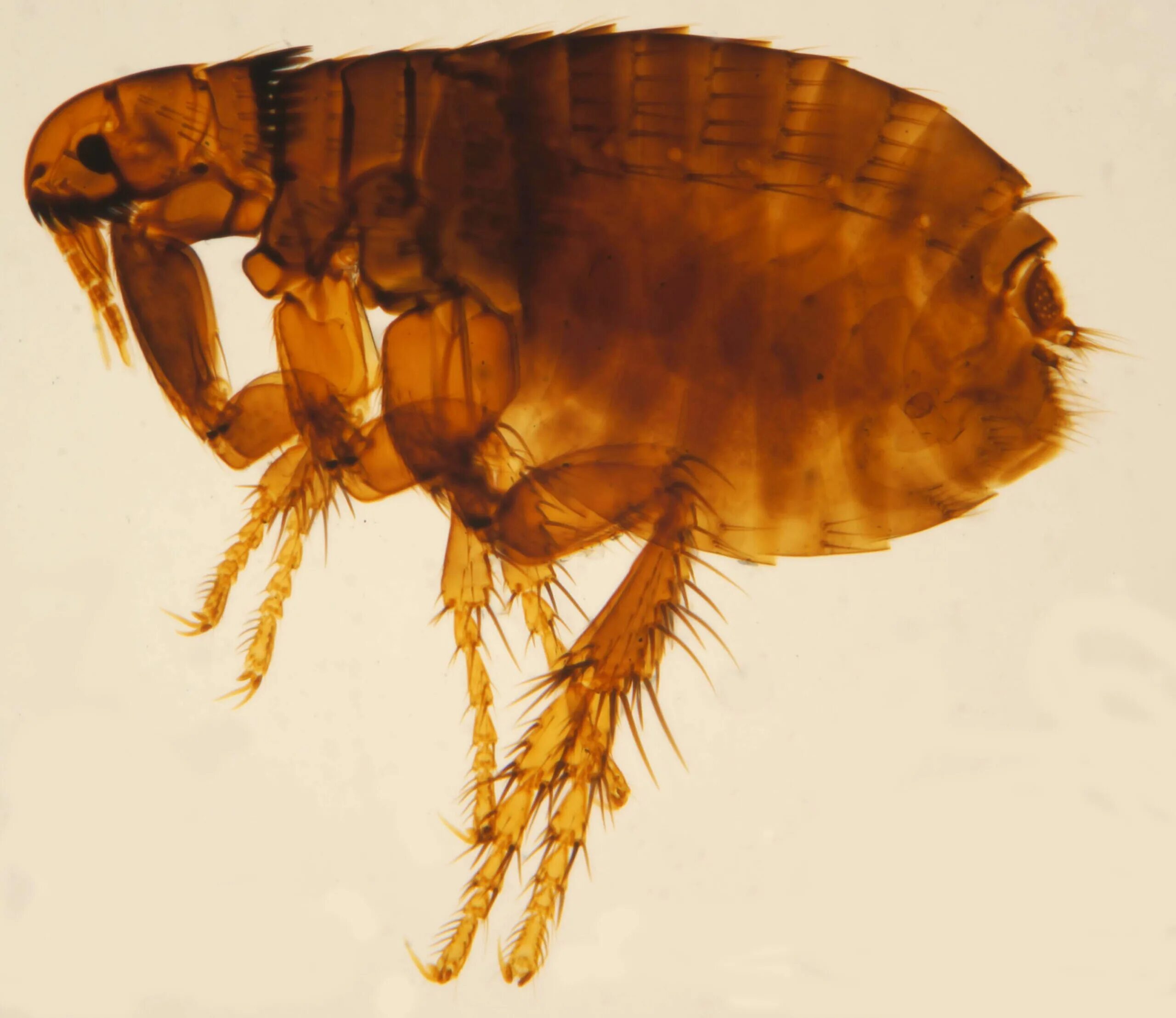 блохи живут на собаке