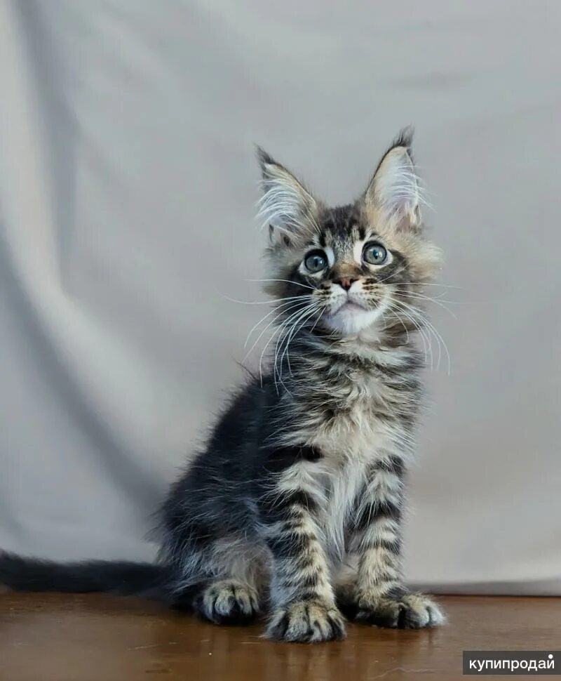 Мейн кун котенок 3 месяца черный. Котята мейн кун 2 недели фото. Вислоухие котята мейн куна. Мейн куны котята. Котенок мейн куна краснодар.
