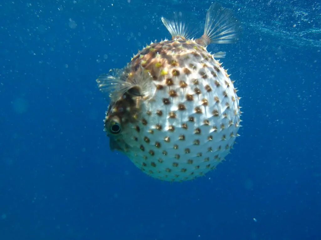 Иглобрюх где найти. Фугу (рыба-шар). Puffer Fish рыба. Иглобрюхие рыбы фугу. Иглобрюх рыба фугу.