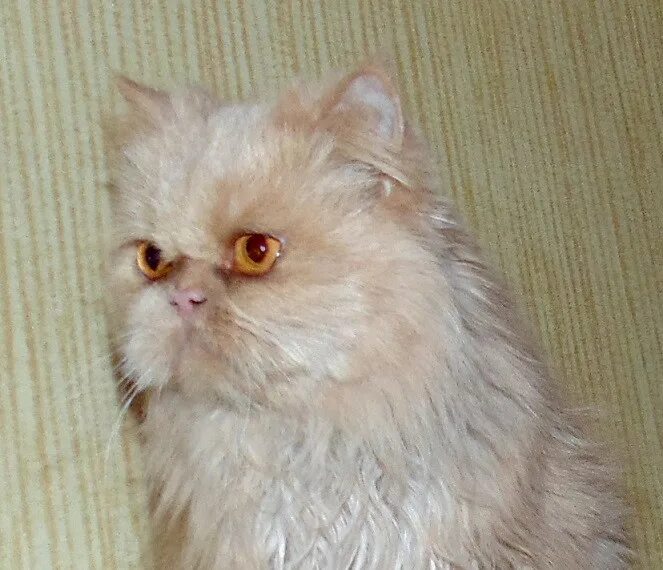 Кошечка красавица москвы. Отдаю даром Персидского кота. Персидскую кошку помыли. Отдам персидских котят. Как выглядят персы.