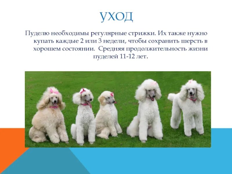 Плюсы той пуделя. Пудель происхождение породы. Пудель описание породы для детей. Доклад про пуделя. Средняя Продолжительность жизни пуделя.