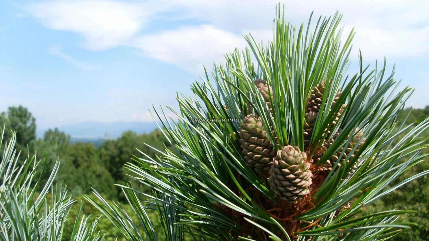 Кедр европейский ( pinus cembra). Сосна кедровая орешки. Сосна́ сиби́рская кедро́вая (pínus sibírica). Кедр вирджинии. Кедр дел.
