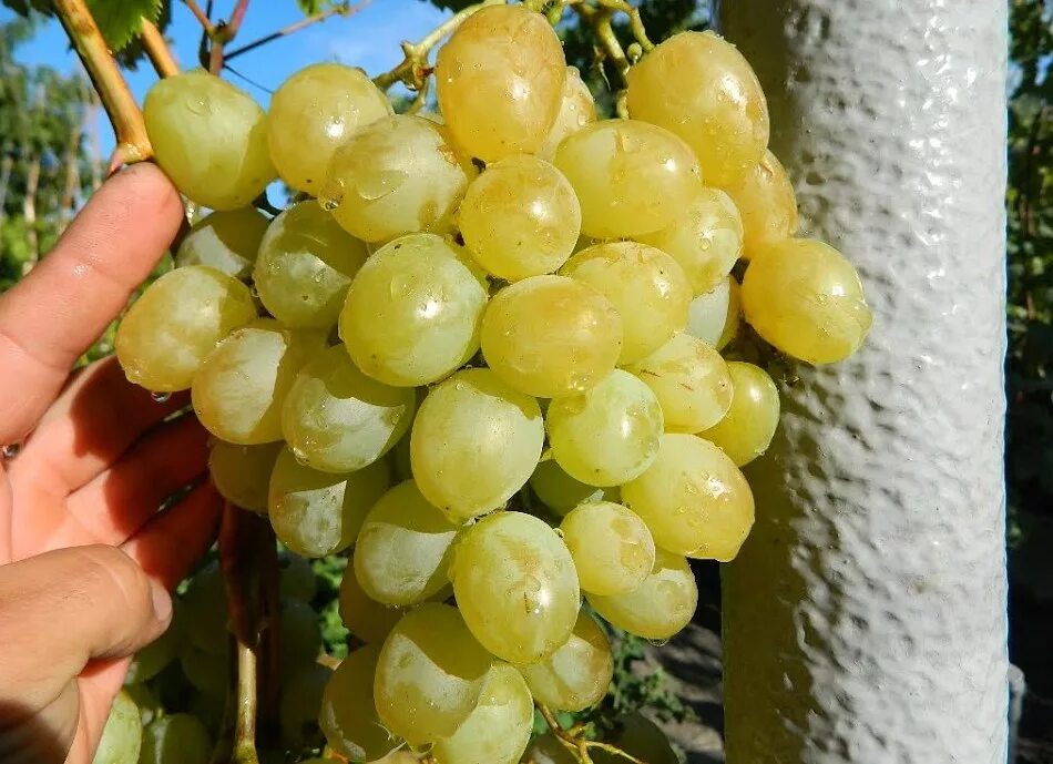 Лучший сорт белого винограда. Виноград сорт эдна. виноград ювендана. сорт винограда варваркин. виноград самородок.