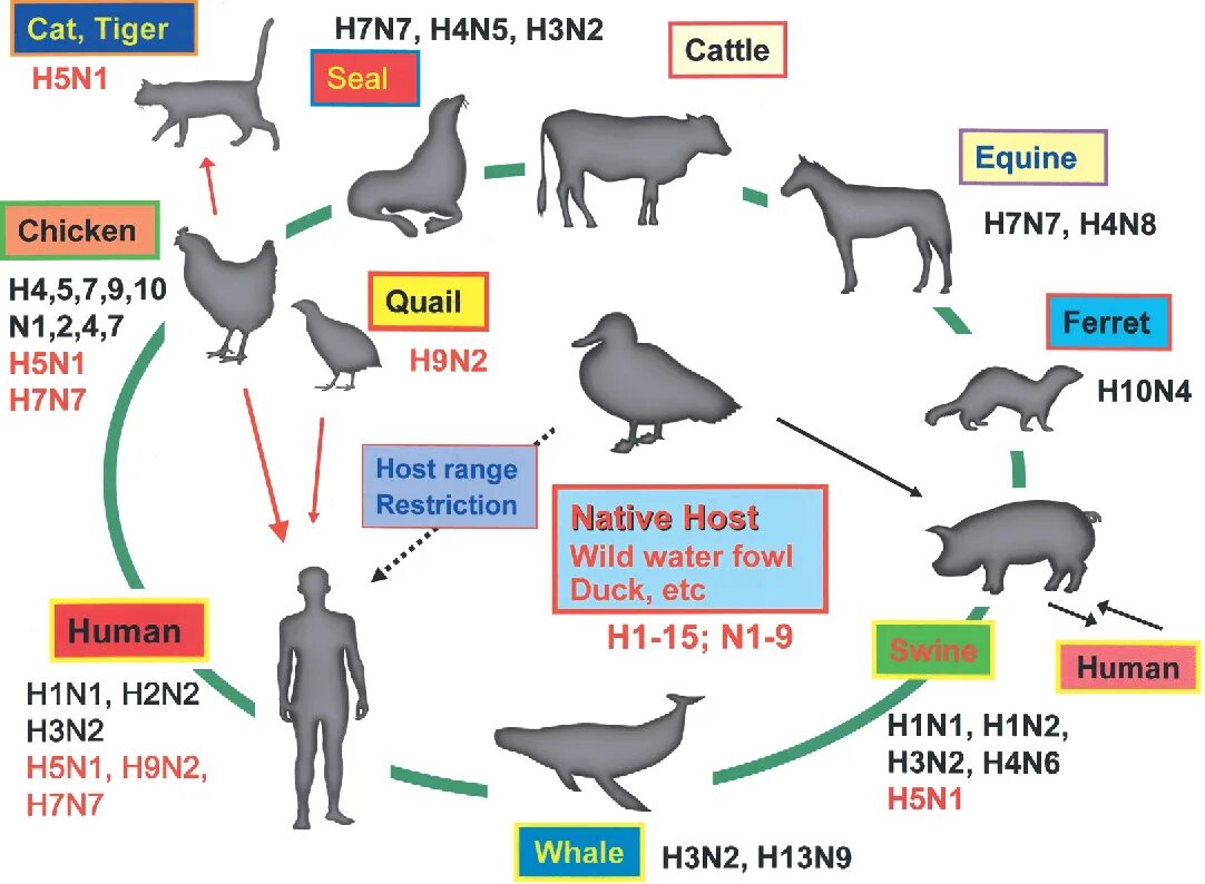 H 5 n 8