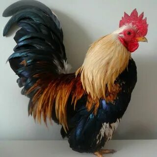 Малазийские серамы