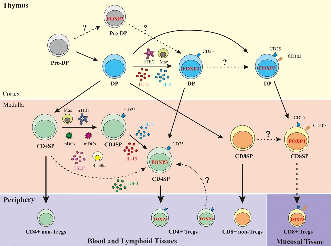 Клетки т 8. Cd4 cd8 иммунология. Cd4 and cd8 t Cells. Активация клеток cd8. Cd8 лимфоциты.