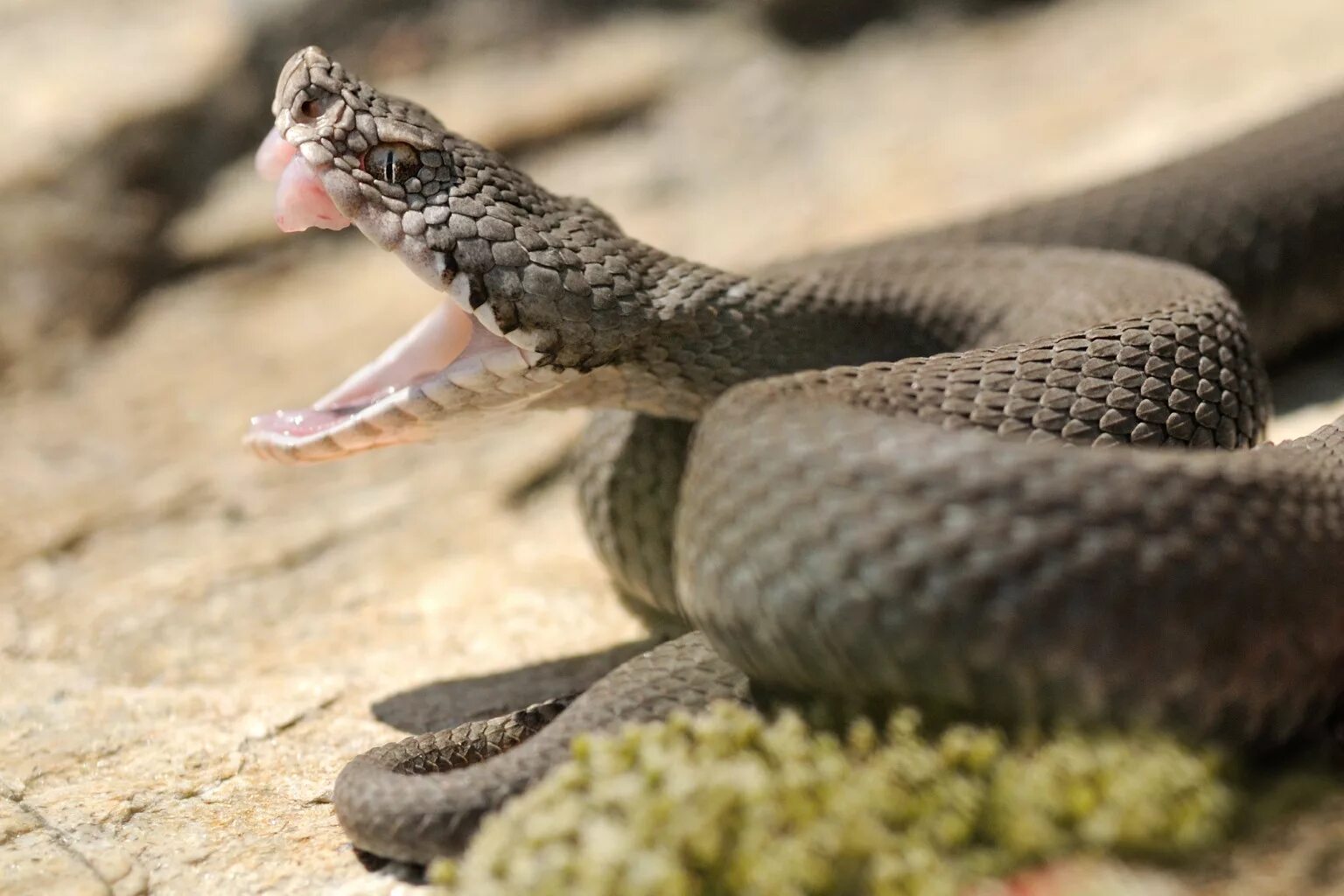 Snake bites