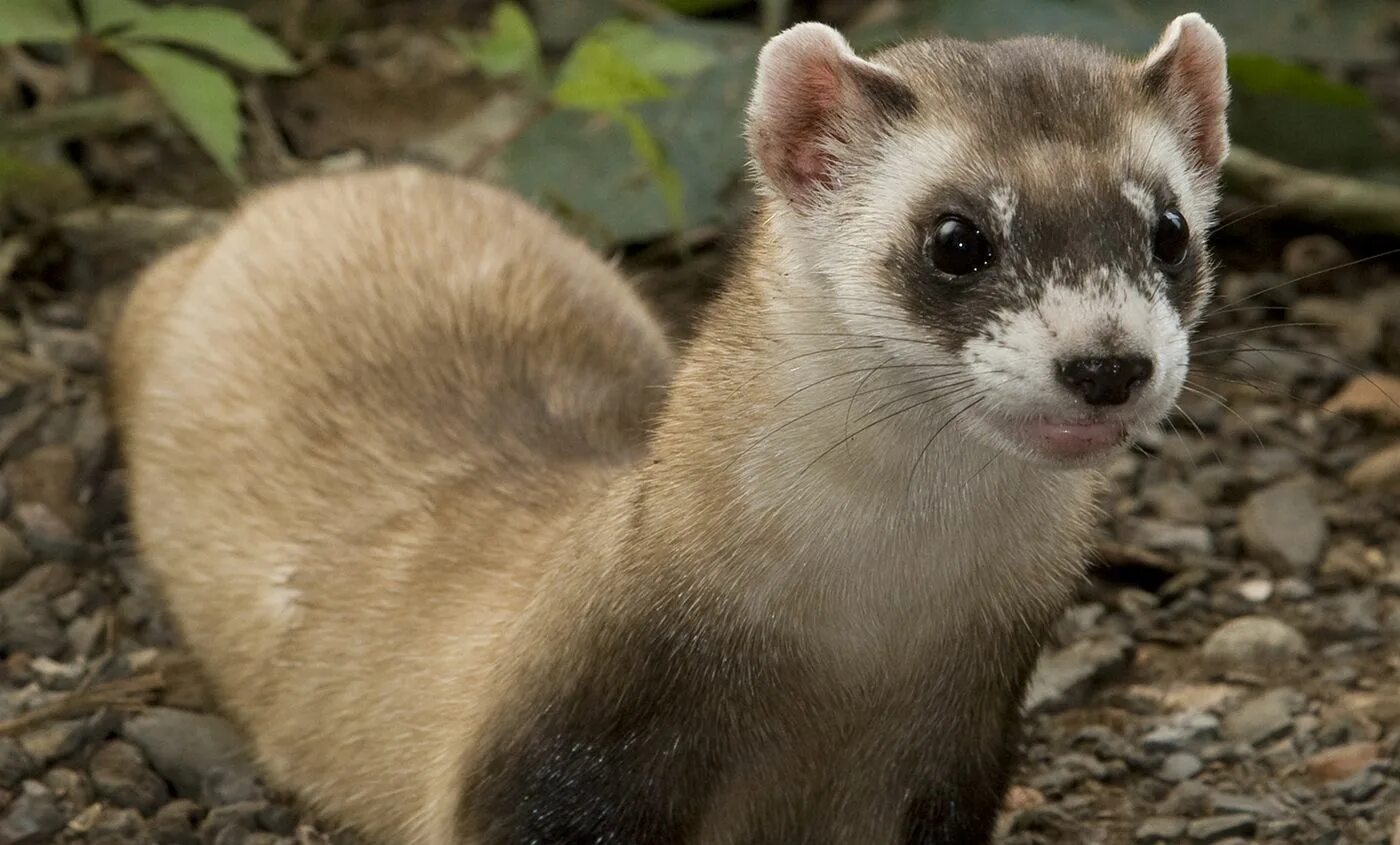 Светлый хорь – mustela eversmanni. Степной хорёк. Черный лесной хорек. Амурский степной хорек красная книга. Амурский степной хорь.