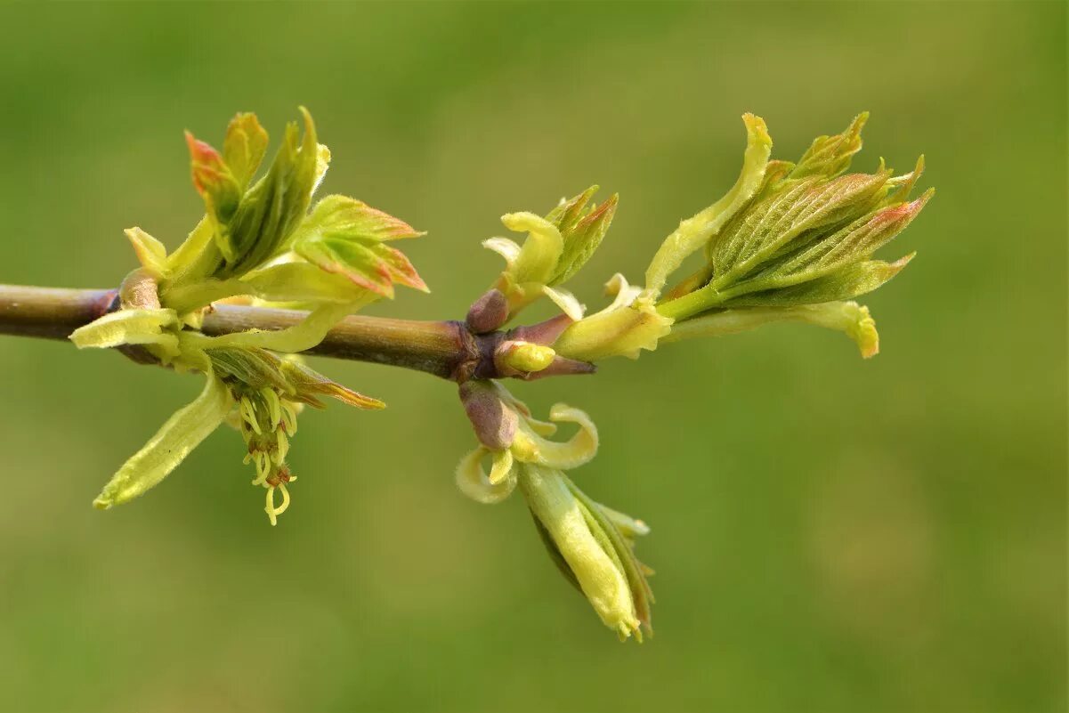 ясень дерево. ясень обыкновенный лист. ясень обыкновенный побег. побег ясеня. ясень обыкновенный соцветие.