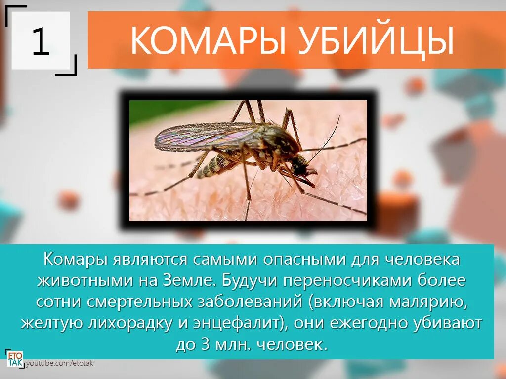 Сколько живут комары обыкновенные. Комар. Комары опасные для человека. Самое опасное малярийный комар. Интересные факты про комаров.