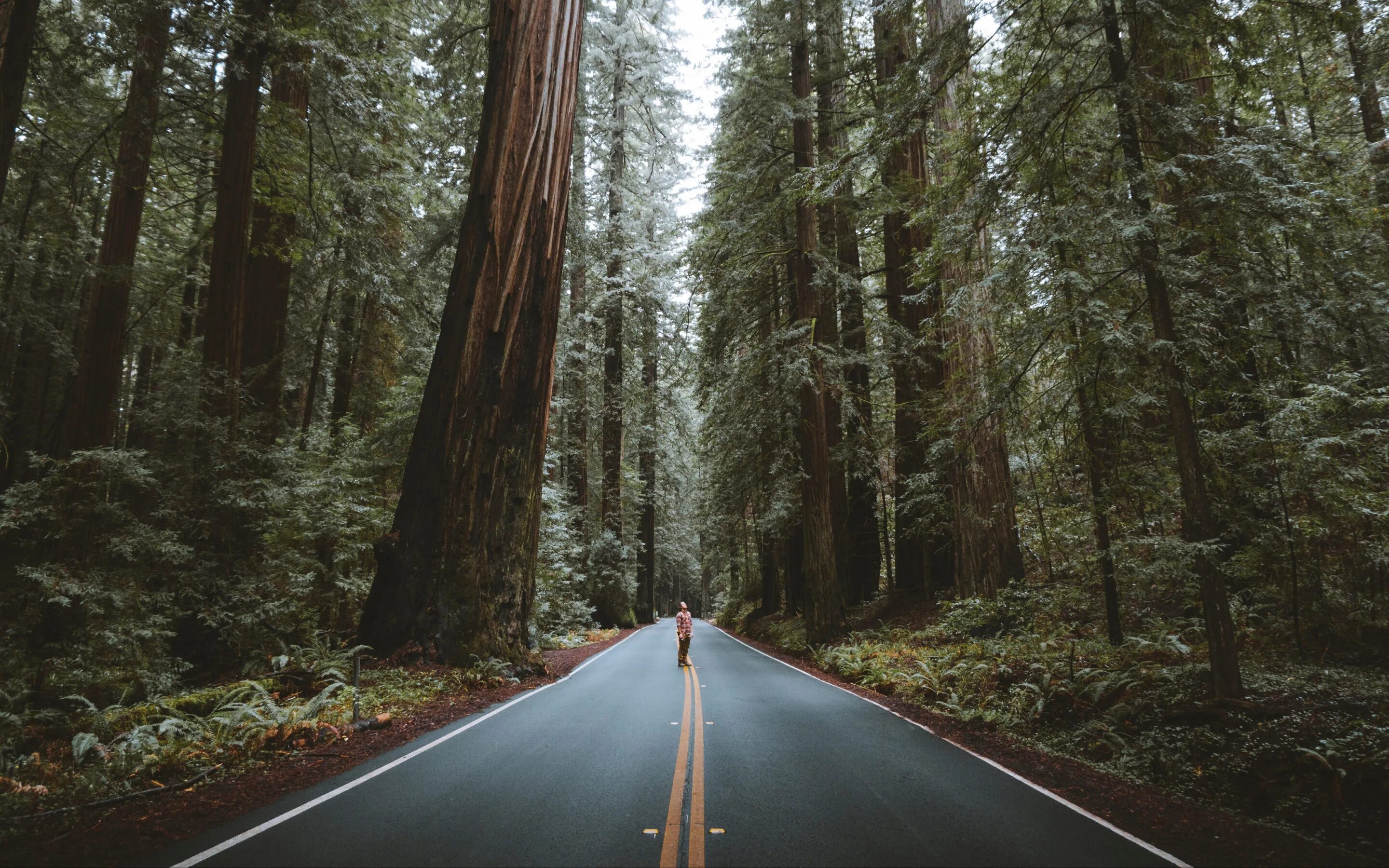 The trees fall across the road. Форкс штат Вашингтон. Штат Вашингтон Форкс лето. Дорога в лесу. Дорога в хвойном лесу.