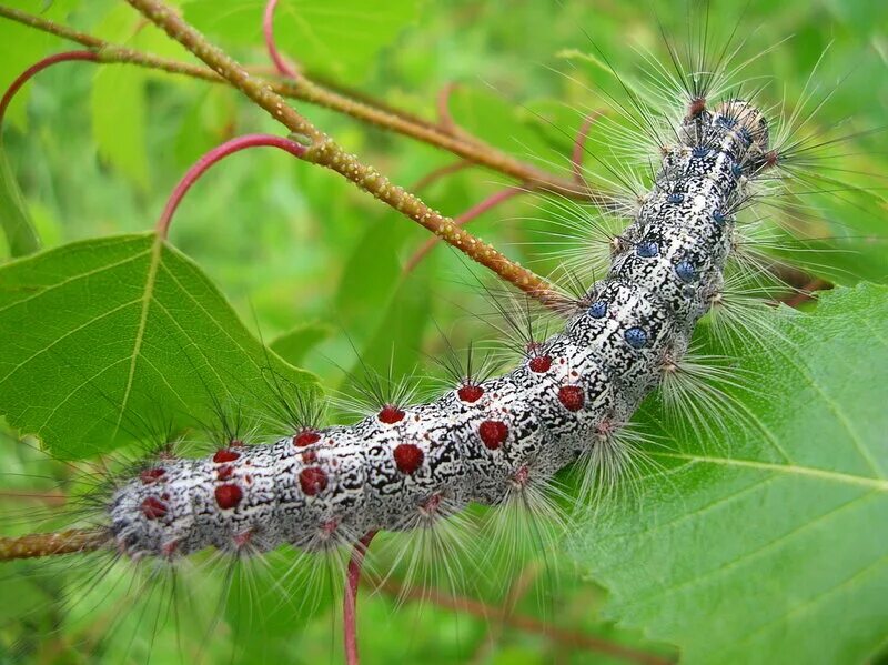 Тутовый шелкопряд гусеница. Кольчатый шелкопряд гусеница. Гусеница соснового походного шелкопряда. Сосновый шелкопряд гусеница. Самшитовая огневка гусеница.