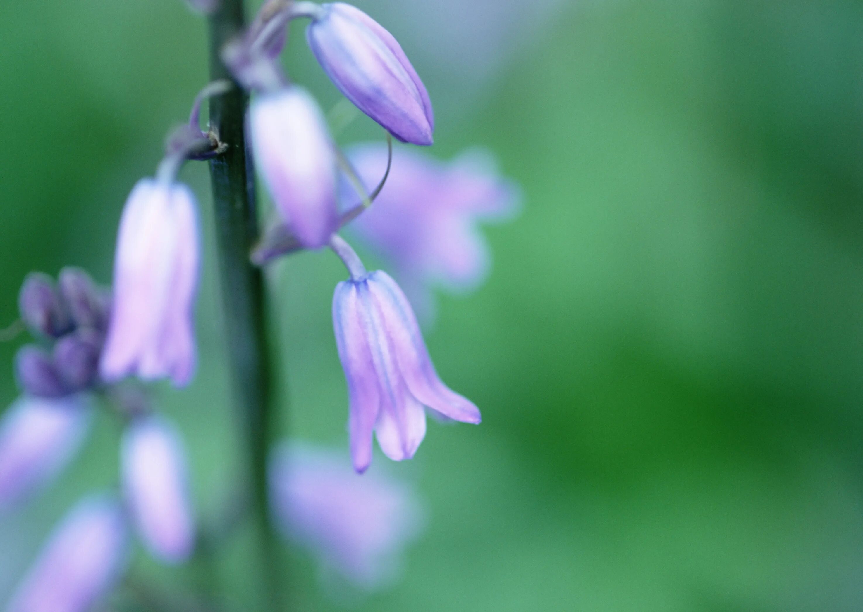 Колокольчик лесной. Кампанула полевая. Bluebell альбом. Весенний цветок колокольчиком. Весенние цветы колокольчики.