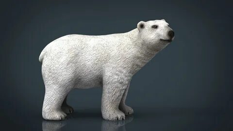 Bear d