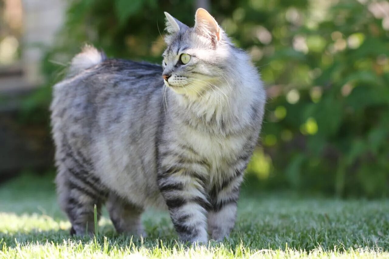 American bobtail. Американский Курильский бобтейл. Курильский бобтейл кошка. Американский бобтейл длинношёрстный. Бесхвостая кошка Курильский бобтейл.