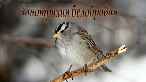 Белобровых воробьиных ткачей