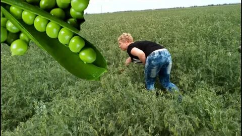 Горох на кубани