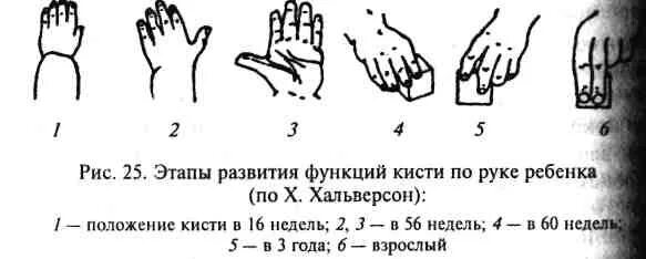 Развитие кистей рук у ребенка. Этапы развития кисти рук. Развитие функции руки. Формирование кисти у детей. Развилось запястье