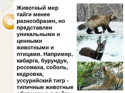 Интересные факты о животных тайги