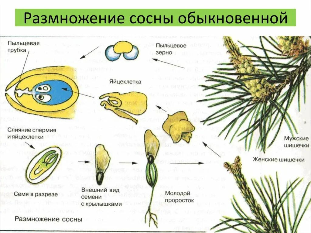 Половое размножение хвойных