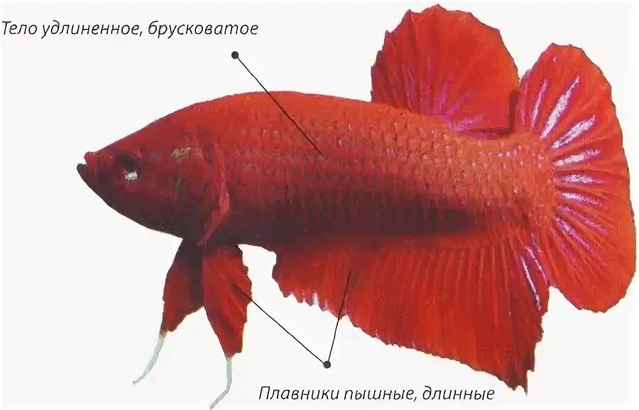 Как отличить самку петушка от самца. Рыбка петушок самка или самец. самка петушка или самец. петушок самка и самец отличия. петушки рыбы пол.
