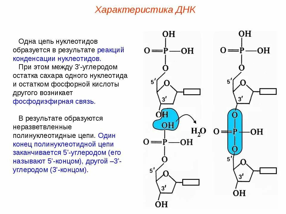 Сколько нуклеотидов образуется в результате репликации. Тип связи между двумя нуклеотидами днк. схема взаимодействия двух нуклеотидов днк. схема соединения нескольких нуклеотидов в цепь. соединение двух нуклеотидов.