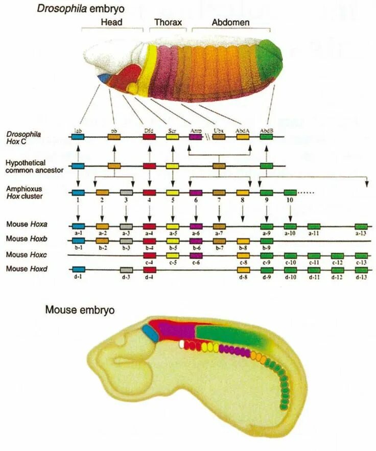 Genes development