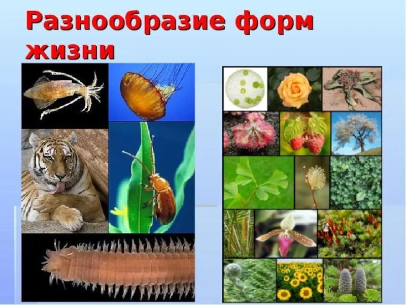 Разнообразие людей в природе. Разнообразие форм жизни. многообразие живых организмов. многообразие жизни на земле. разнообразие форм жизни на земле.