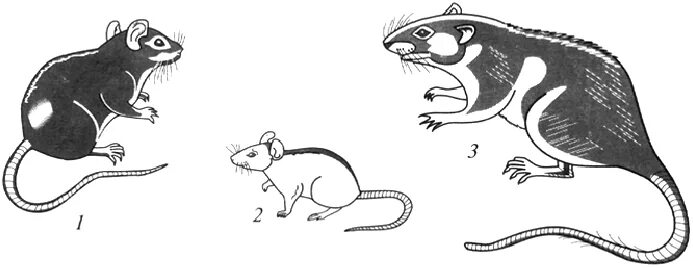 Мышка. Крыса домашняя. Крысы. Три красивые крысы. Низкополигональная крыса.