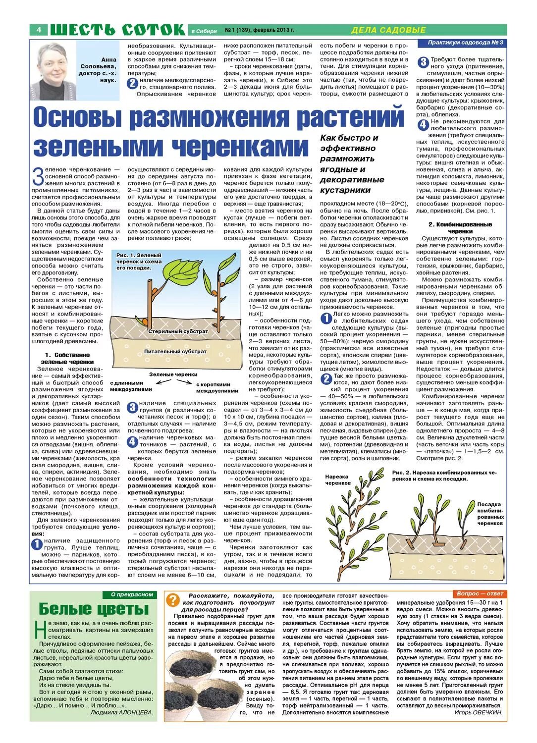 Сроки зеленого черенкования. Зеленые черенки вишни. Субстрат для укоренения черенков. Зеленое черенкование вишни. Периоды цветения садовых цветов.