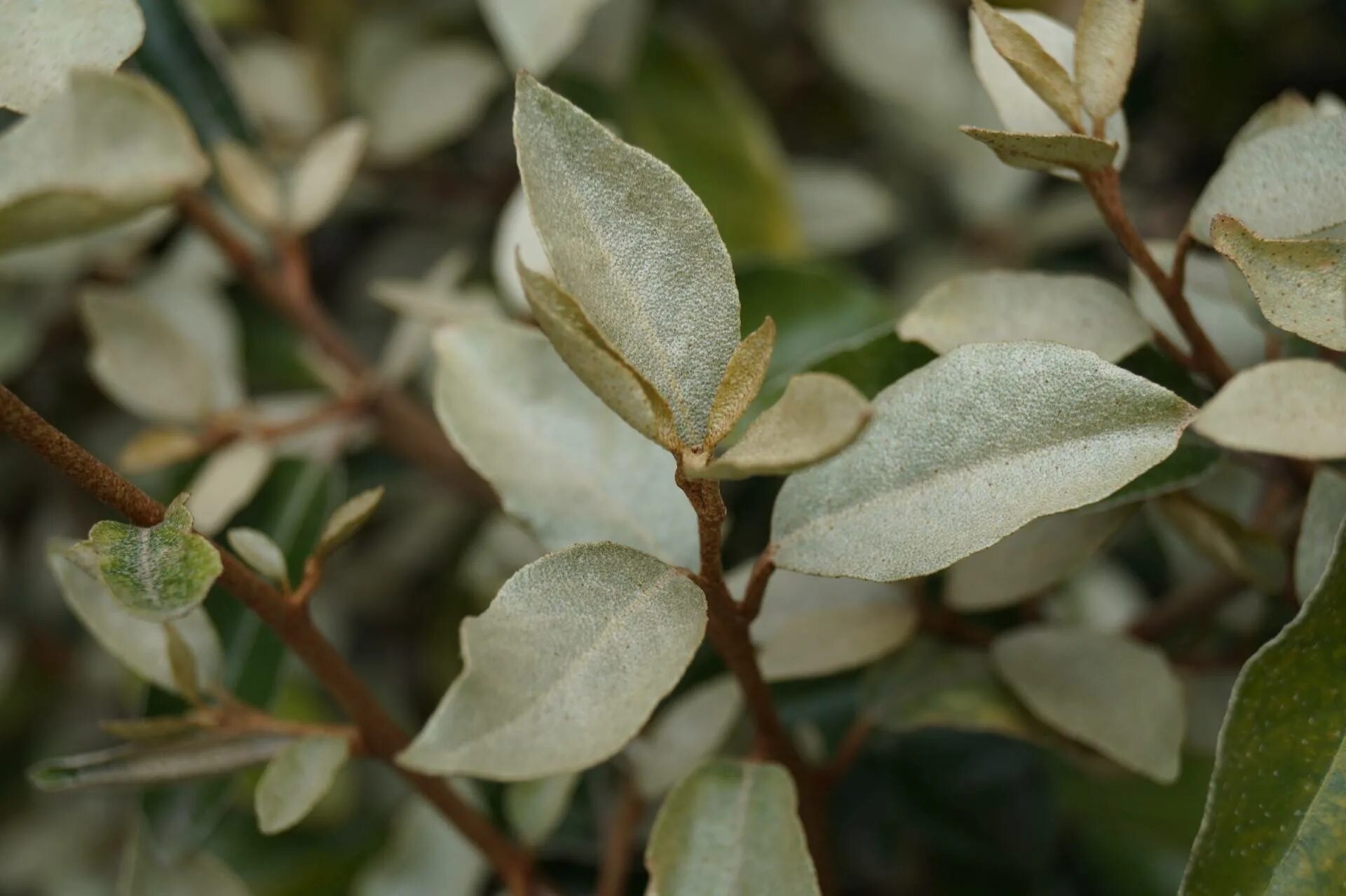 Лох чилийский растение существует. Лох чилийский лох индийский. Elaeagnus macrophylla. Лох чилийский растение существует. Растение лох чилийский индийский.