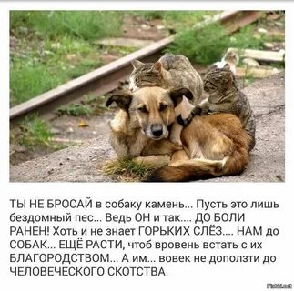 Собака не бросает друга