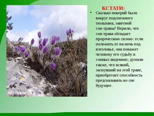 Сообщение о растении крыма. Сообщение о растении крыма