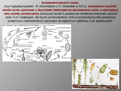 Сформулируйте биологический закон