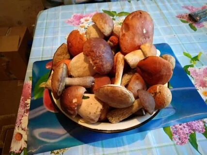 Грибники пензенской