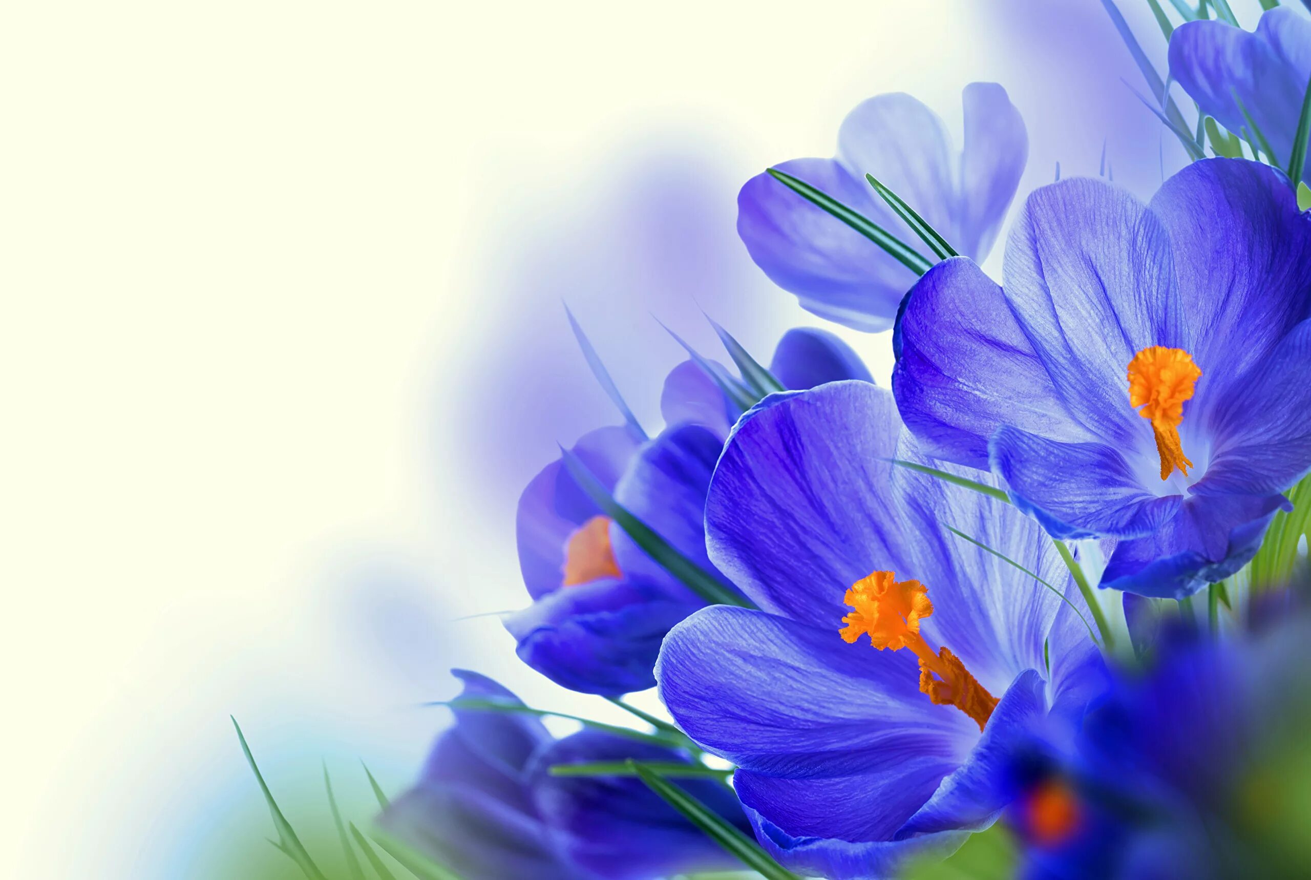 Картинки с весенним праздником красивые. Первоцветы крокусы. Открытка цветы. Синие цветы. Весенние цветы открытки.