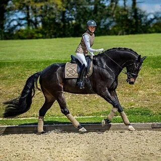 Equestrian перевод
