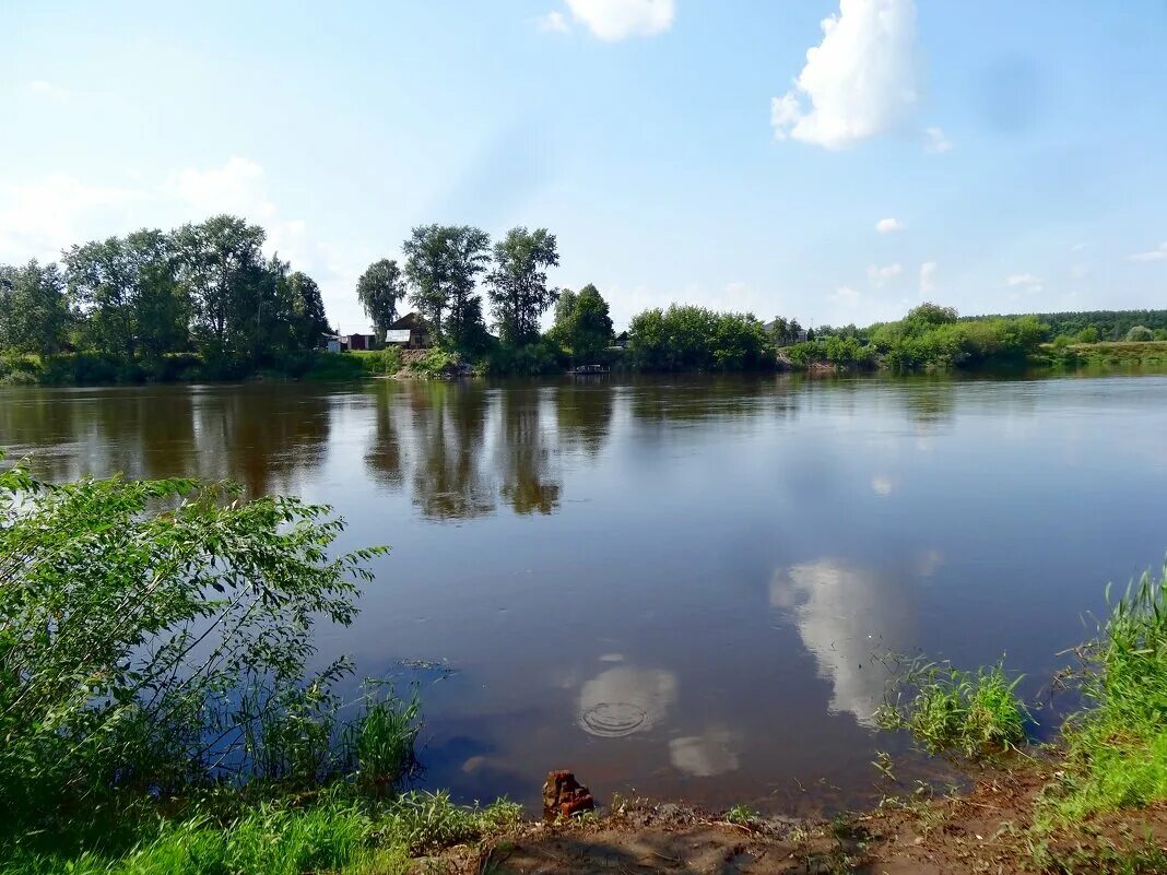 река клязьма. река клязьма животные реки. река клязьма животные реки. д. белощёкая цапля.