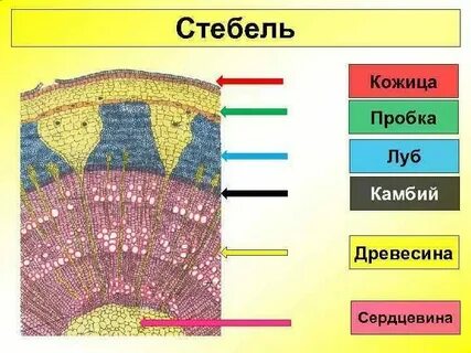 Какая ткань образует камбий