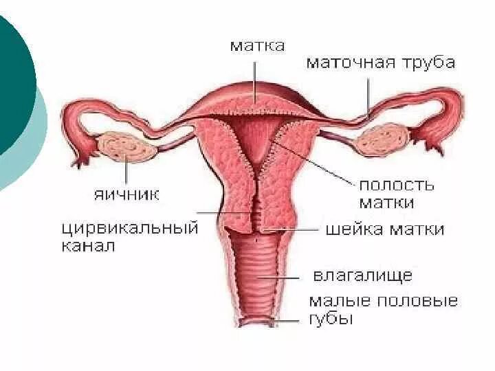 Женские половые органы трубы. Матка маточная труба яичник анатомия. Схема строение женских внутренних половых органов анатомия. Матка маточные трубы влагалище. Строение матки анатомия рисунок.