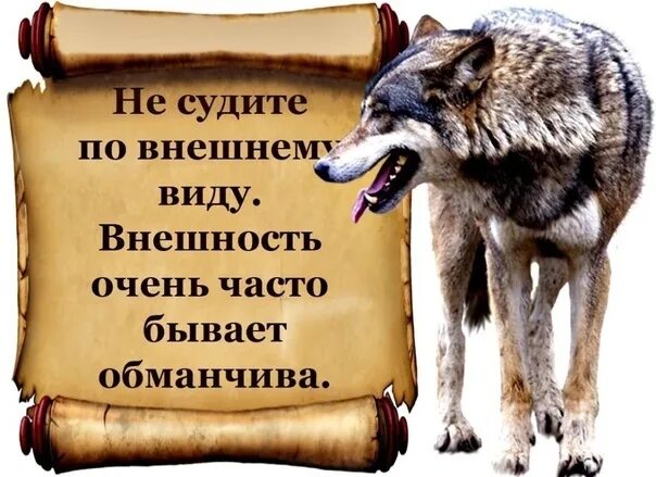 Не суди книгу по обложке пословица значение. Внешний вид бывает обманчив. Не суди человека по внешности цитаты. Внешность обманчива цитаты. Цитаты про внешний вид.