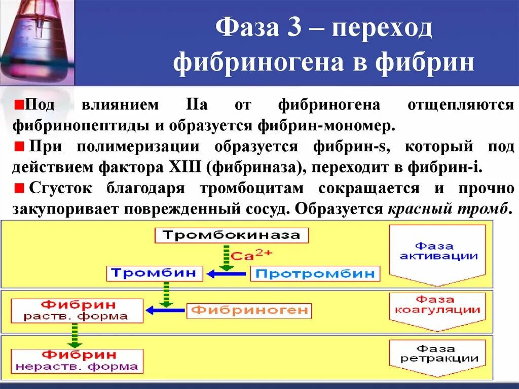 Как изменится количество фибрина после пореза. Фибрин и фибриноген. Этапы образования фибрина из фибриногена. Стадии перехода фибриногена в фибрин. Фибрин образуется из.